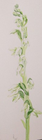 avarvirág - Goodyera repens (vízfesték)